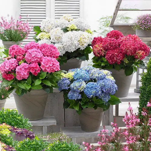 Amazing Google lists the world's most popular flowers.
