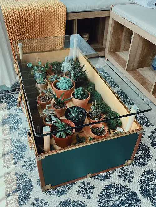 Potted Plants Under the Glass