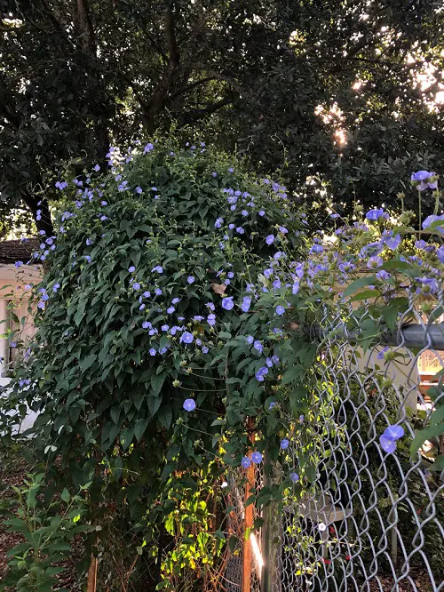 lovely Evergreen Vines for Year-Round Interest 24