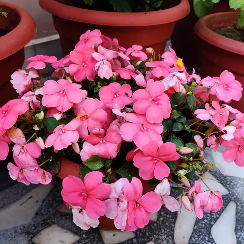 blooming Plants Able to Resist Eggshells