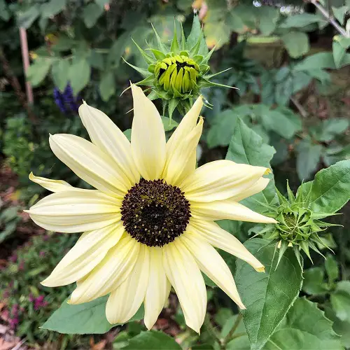 top White Sunflower Varieties