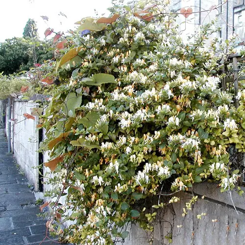 amazing Evergreen Vines for Interest Throughout the Year