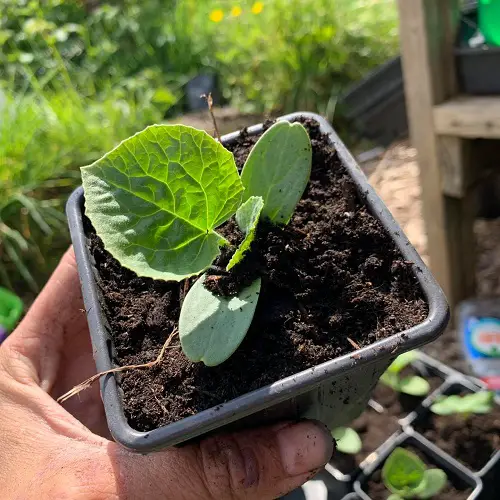 kajari melon Sowing the Seeds