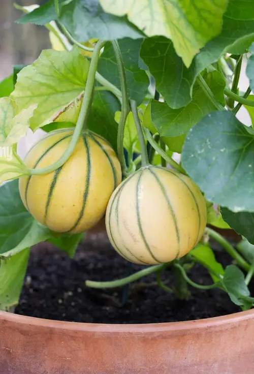 Choosing a Pot for Kajari Melon 