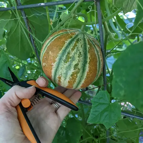 Kajari Melon Care