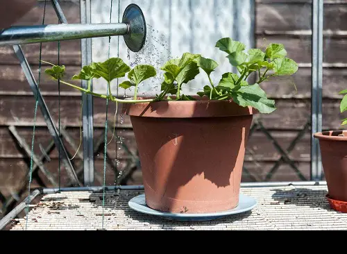 Kajari Melon watering