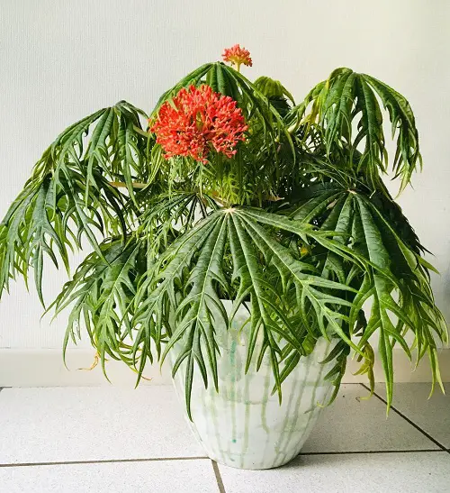 Coral Plant Growing Requirements