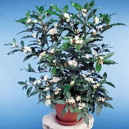 African Gardenia Information 