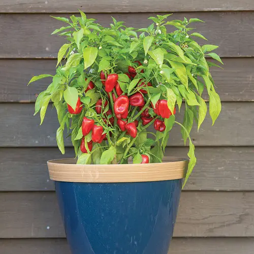 Types of Bell Pepper Varieties in pot