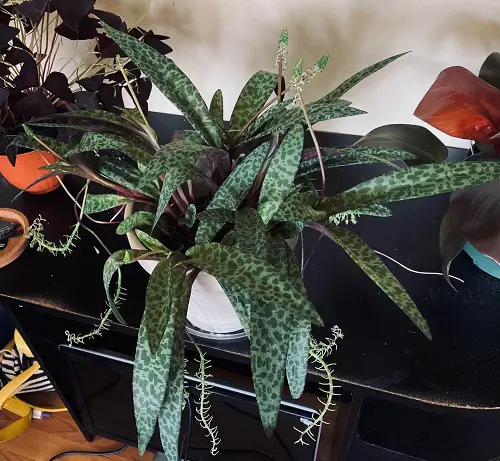 plants having green and purple leaves
