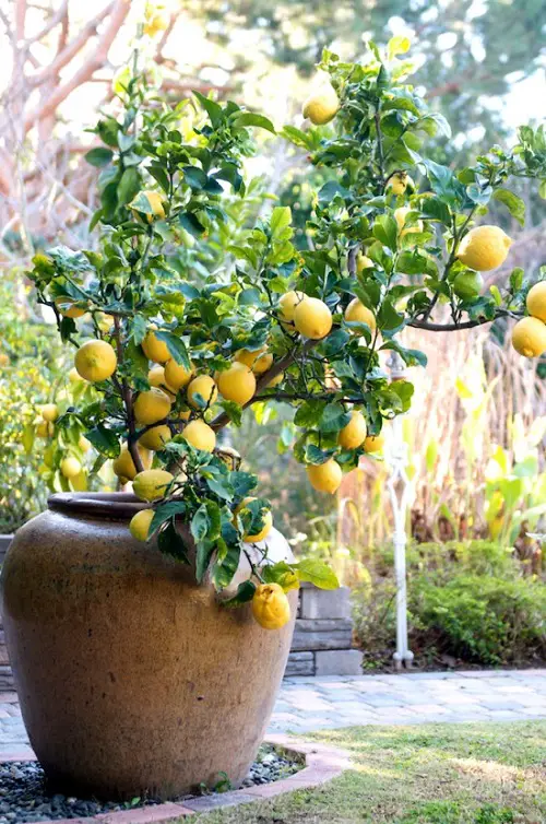 Best Dwarf Fruit Trees Under 6 Feet in big pot