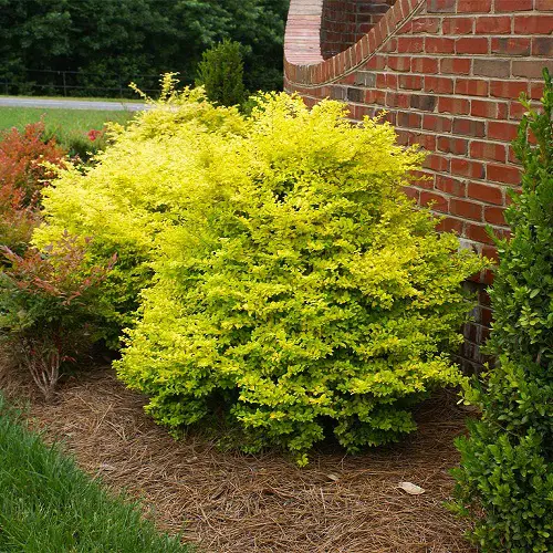 Low Maintenance Evergreen Shrubs in yard