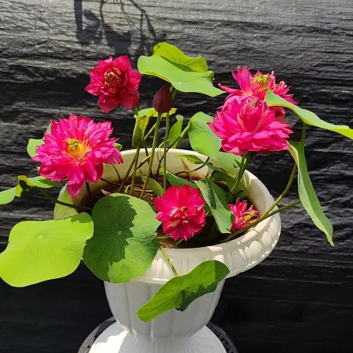 Different Kinds of Pink Garden Flowers 
