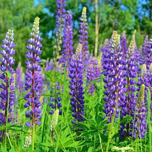 best Summertime Blooming Perennials