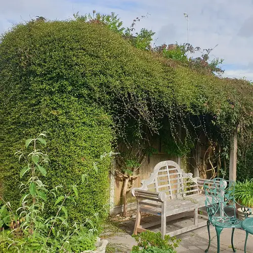 Evergreen Vines for Year-Round Interest 12