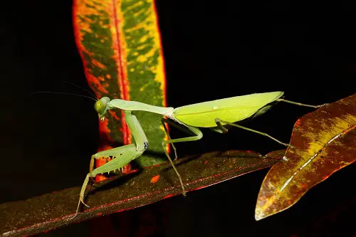 Females are Larger 