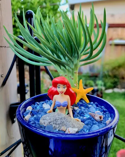 Mermaid Tail Succulent Care