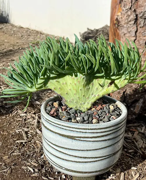 Requirements for Growing Mermaid Tail Succulent