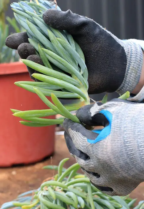 Propagating Mermaid Tail Succulent Plant
