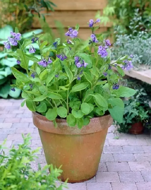 Blue Flower Names & Images in garden