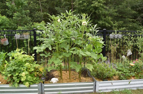 Companion Plants for Okra