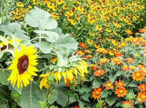 Mexican Sunflower are Sunflower Companion Plants