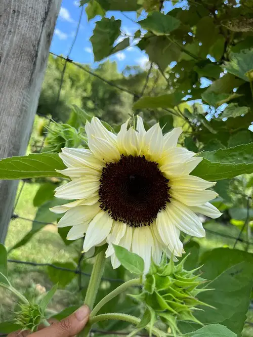 Best White Sunflower Varieties in garden