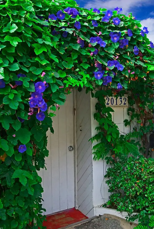  Fast Growing Vines for Covering a Fence or Wall