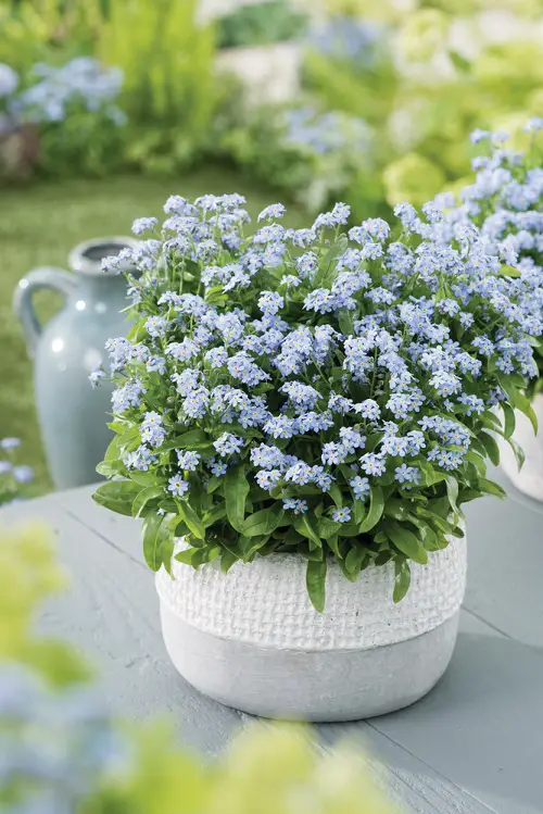 Dainty Flowers in pot