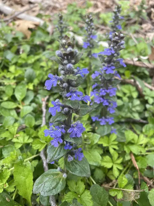 Purple-Flowered Weeds