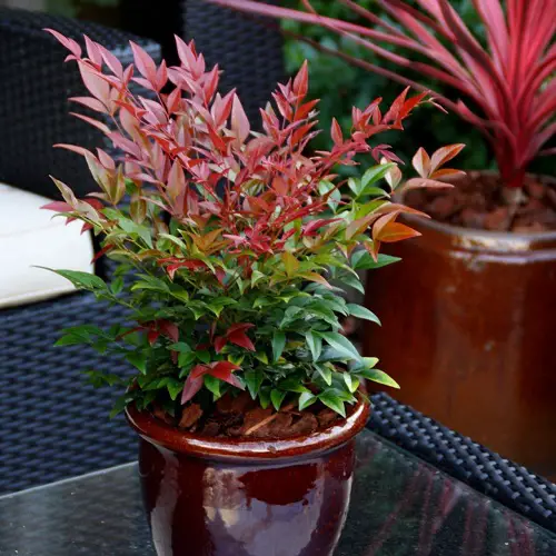 best Beautiful Types of Nandina Varieties