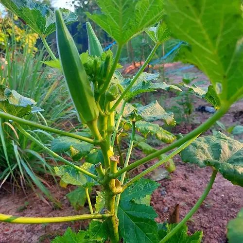 Best Vegetables that are Ready to Harvest 4