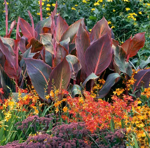 Red-leafed plant cultivars 