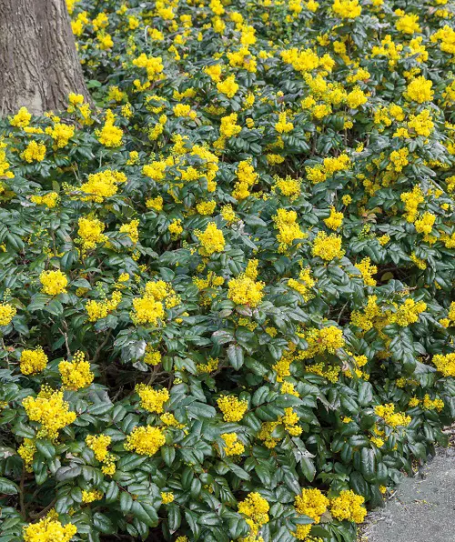 lovely Evergreen Shrubs That Require Little Maintenance
