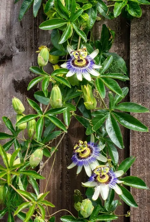 Fast Growing Flowering Vines 2