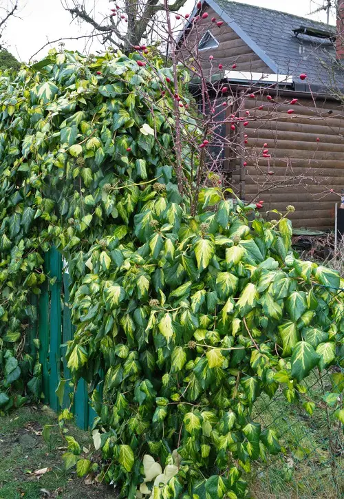 Top Evergreen Vines for Interest All Year Long
