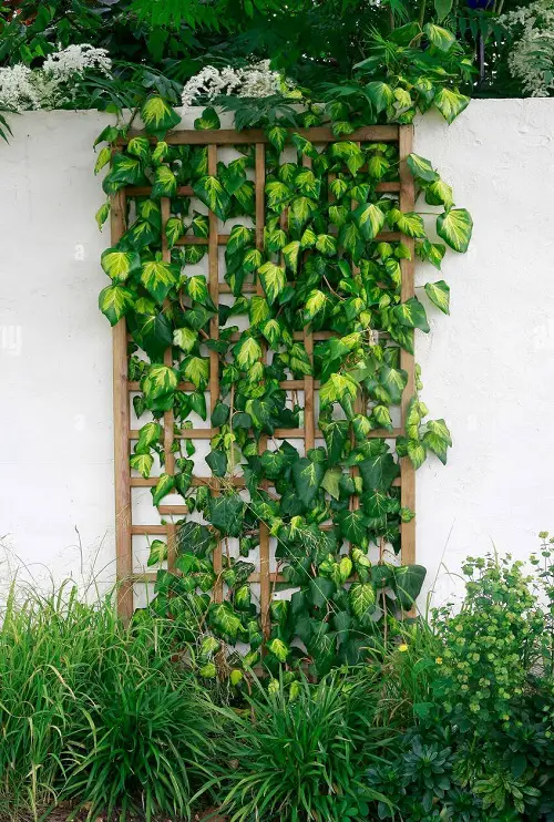 best Quick-Growing Vines for Wall or Fence Coverage