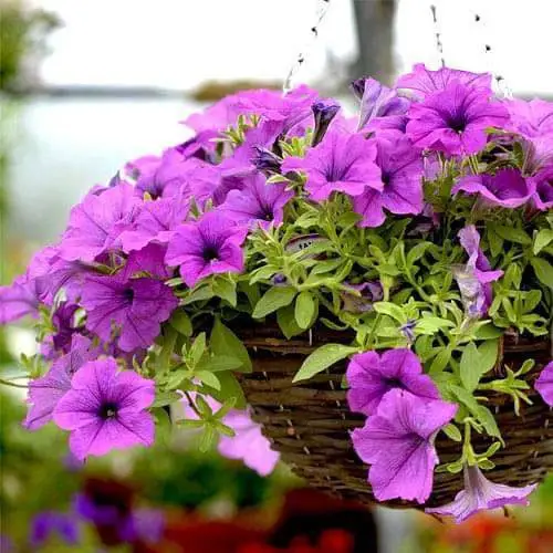 flowering  Plants that Don’t like Eggshells