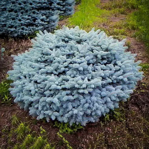 lovely The Greatest Evergreen Shrubs for Low Upkeep