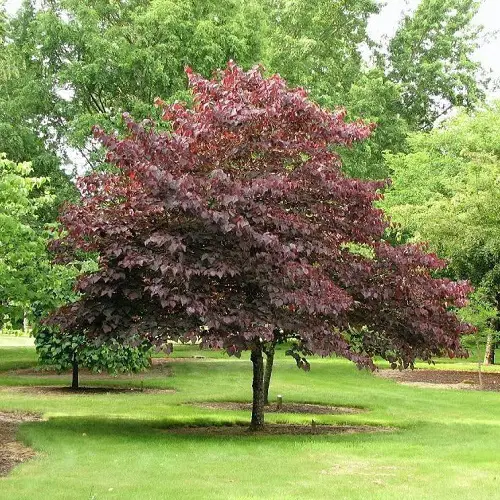 amazing Trees With Purple Leaves