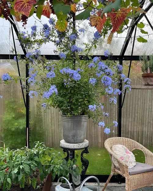 Blue Flower Names & Images in pot