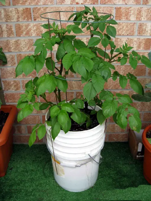 Best Vegetables to Grow in 5 Gallon Buckets indoor