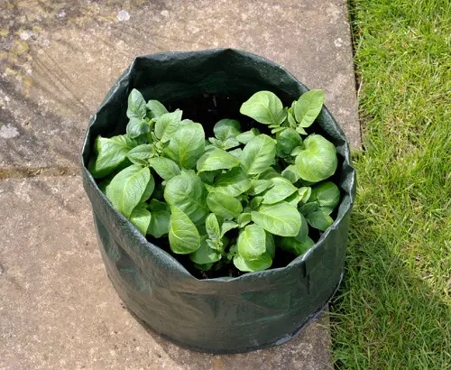 DIY Potato Pots to Grow Potatoes Without Digging