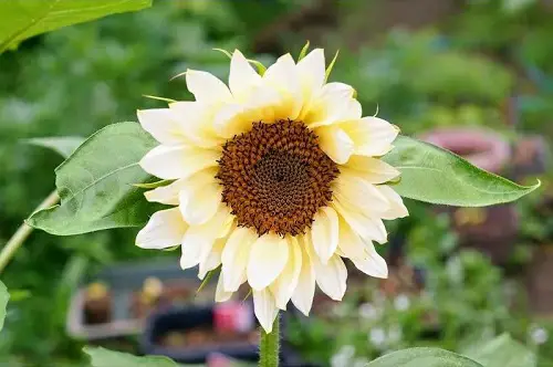 Best White Sunflower Varieties 
