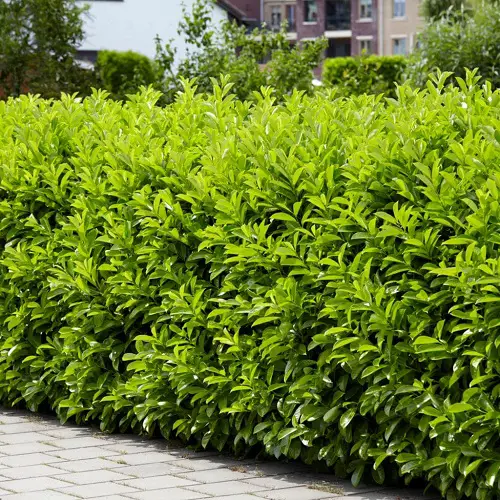 beautiful Low Maintenance Evergreen Shrubs