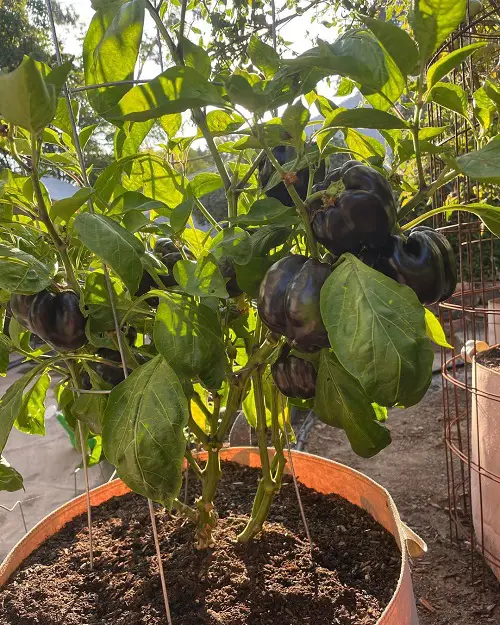 Types of Bell Pepper Varieties in pot