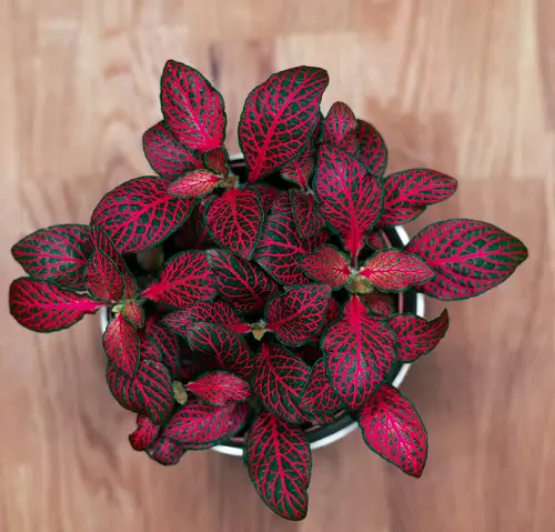  Red Veins on the leaf plant 