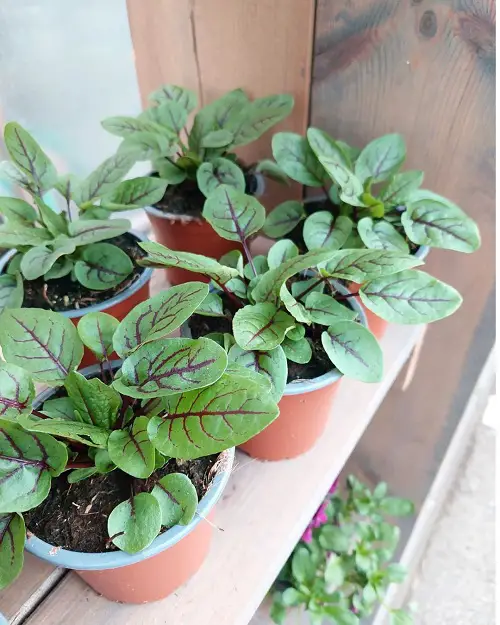 Borrel plant with red vein