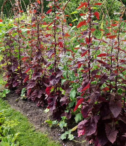 Vegetables that are Ready to Harvest in Less than 2 Months