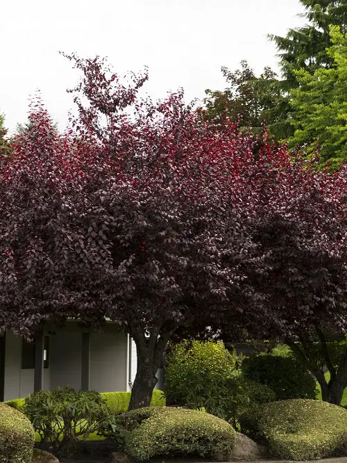 best Trees With Purple Leaves